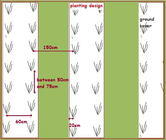 planting diagram